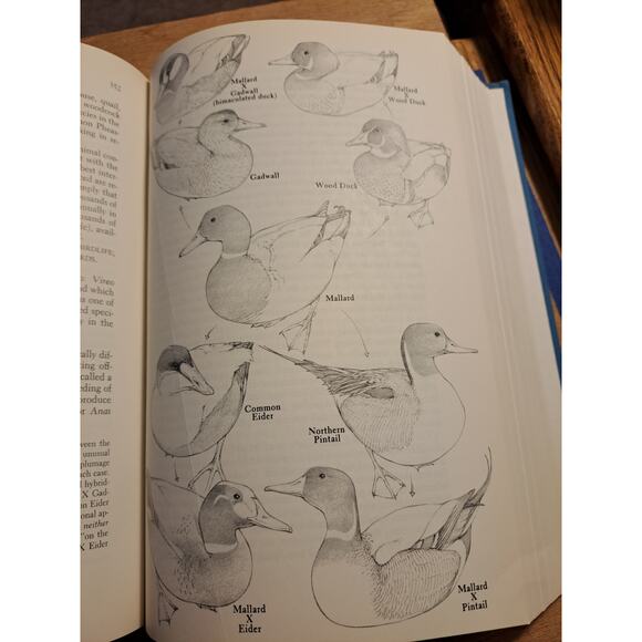 The Birdwatcher's Companion An Encyclopedic Handbook of North American Birdlife - Picture 9 of 11